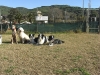 zimg0931
